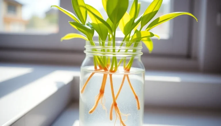spider plant propagation in water