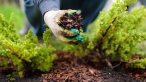 mulching benefits landscape, landscape mulching tips, mulch installation services, garden mulching ideas, organic mulch options, landscape design mulching, best mulch for gardens, seasonal mulching benefits, mulch supplier near me, professional mulch services